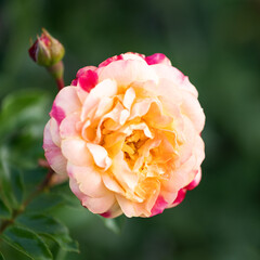 Peach and pink rose flower blooming in garden