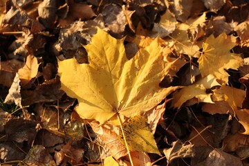 Golden maple leaf lying on the ground among dry autumn foliage, symbol of fall season and natural beauty.
