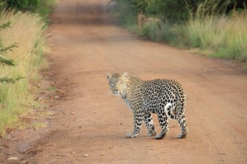Obraz premium Stunning leopard pauses on dirt road, peering intently into the camera lens