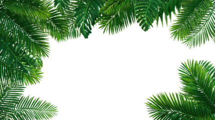 Natural green palm leaf isolated on white background. Tropical coconut palm branches with shadow. Evergreen plant foliage, clip art for summer design elements, cut out, PNG