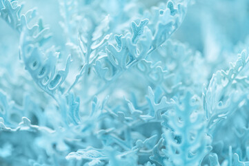 Silver dusty miller plant foliage close up