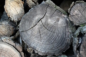 firewood