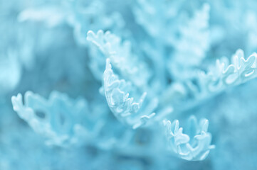 Dusty miller silver foliage macro close up