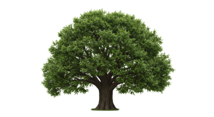 Majestic isolated oak tree with thick trunk, lush canopy on minimal light ground, soft cool daylight, negative space, concept of sustainable growth.