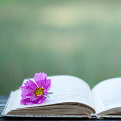 Open book with pink flower outdoors