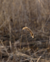 Selective soft focus of beach dry grass, reeds, stalks blowing in the wind at golden sunset light,...