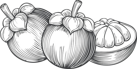 Engraved Style Mangosteen Fruits One Cut Open illustration
