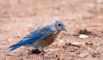 blue bird