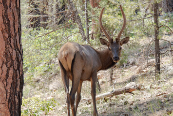 Obraz premium young elk in the forest