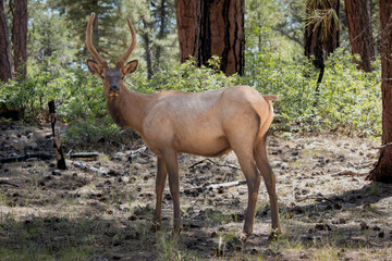 young elk in the forest