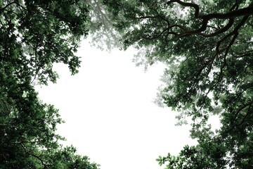 Fototapeta premium View upward through green tree canopies forming natural frame with open white sky in center