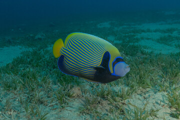 Fish swimming in the Red Sea, colorful fish, Eilat, Israel

