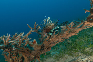 Lionfish (Pterois miles) in the Red Sea, colorful fish, Eilat, Israel
