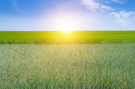 Fototapeta Vast Green Field under a Clear Sky. Rural Scenery at Sunset.