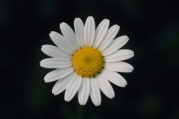 Obraz premium White Daisy Blossom in Spring Garden: Close-Up of Nature's Botanical Beauty