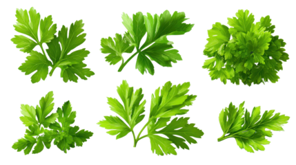 set of parsley fresh herb green isolated transparent