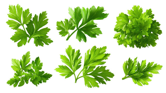 set of parsley fresh herb green isolated transparent - Powered by Adobe