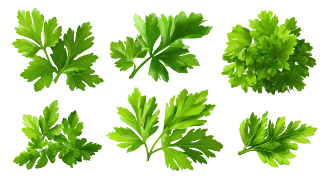 set of parsley fresh herb green isolated transparent