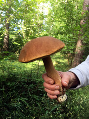 Vertical photo of a large boletus held in the hand.
