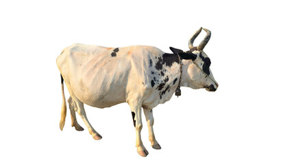 Ponwar Cow (Bos indicus) Isolated on a White Background with Copy Text Space. Traditional Domestic Cattle Element for Farm Posters, Cultural Themes, and Nature-Inspired Designs. PNG File