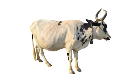 Ponwar Cow (Bos indicus) Isolated on a White Background with Copy Text Space. Traditional Domestic...
