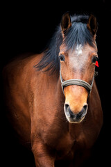 Obraz premium road, woman, people, bike, dog, couple, grass, farm, family, exercise, active, autumn, outdoors, travel, walking, park, cow, animal, path, field, street, trees, photography