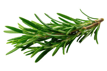 Fototapeta premium Rosemary twig isolated on a transparent background background. Fresh rosemary leaf branch. Herbal spices, hair care, healthy food, cooking design elements. cut out, PNG, top view / flat lay