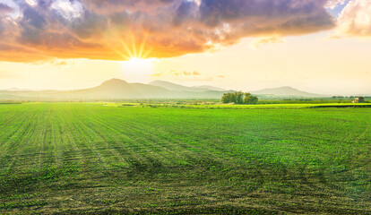 Obraz premium agricultural landscape of spring green field with vegetable growth in sunset beautiful valley and scenic mountain sunset above