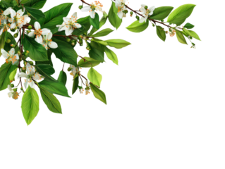 Green leaves and flowers in the corner. Natural branch leaves isolated on transparent background. Tree plant leaf with blossom flowers frame. Mockup, template for spring decoration design elements