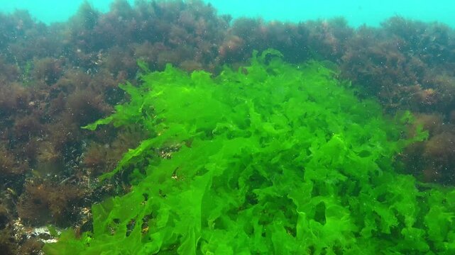 Black Sea algae, green algae Ulva Enteromorpha grow and sway on rocks near the shore
