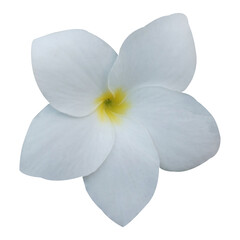 Obraz premium White Plumeria pudica Flowers Stock Photo