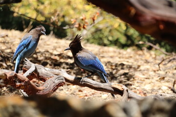 Steller's jay couple standing on branch 