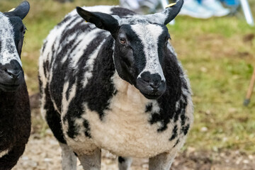 Sheep at the Meenacross Agricultural Show in Ireland
