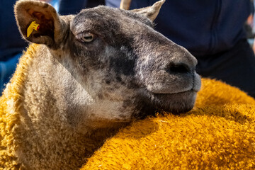 Sheep at the Meenacross Agricultural Show in Ireland