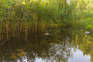 Flooded quarry with wetland. Flora and fauna. Beautiful flowers in the meadow