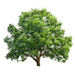 Obraz premium Realistic green tree isolated on transparent background. Nature tree in PNG for landscape or garden design elements, Spring decoration, Cut out, side view