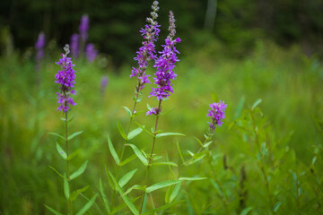Flooded quarry with wetland. Flora and fauna. Beautiful flowers in the meadow