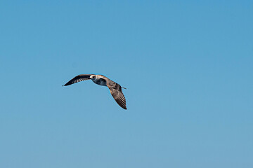 Seagull flying across clear blue sky
Minimalist wildlife and freedom concept.