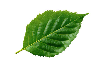 Obraz premium Natural green fresh leaf isolated on white background