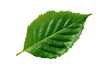 Natural green fresh leaf isolated on white background