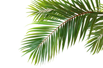Natural green palm leaf isolated on white background. Tropical coconut palm branches with shadow. Evergreen plant foliage, clip art for summer design elements, cut out