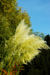 Amerikanisches Pampasgras auf der Freundschaftsinsel in Potsdam