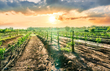 panoramic agricultural landscape with gerden rows of trees in italian fruit plantation in Sicily,...