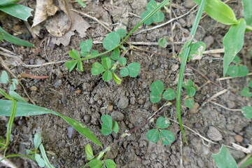 young tomato seedling