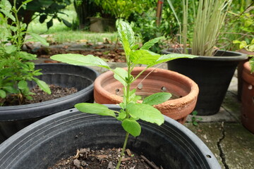 plants in pots