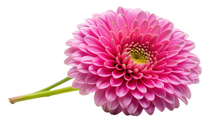 pink dahlia flower isolated on white