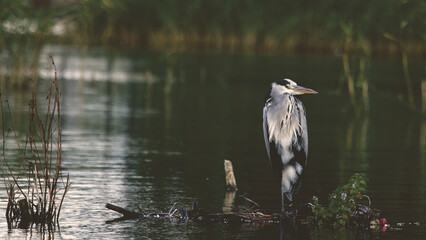 Majestic heron stands patiently on waterlogged branches in serene marshland