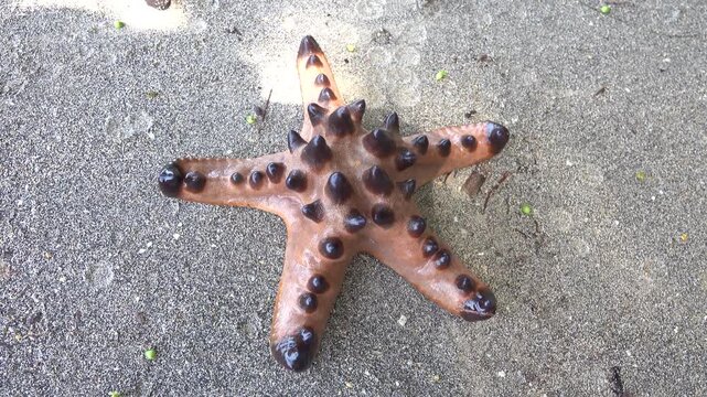 Horned starfish, chocolate star Protoreaster nodosus from the Sulawesi sea. The spikes are used to deter (shatter upon contact) possible predators. Sulawesi Island. Top view