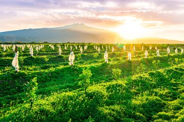 Foto auf Acrylglas Grün agricultural landscape of green spring garden during sunset in highland with beautiful rows of young garden trees and nice mountain with evening cloudy sky on background  © Yaroslav