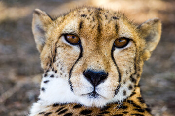 Intense cheetah gaze captures wild spirit in stunning close-up portrait